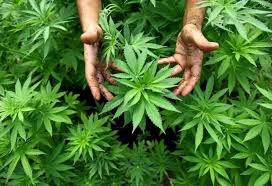 Cannabis CBD (Κάνναβη)